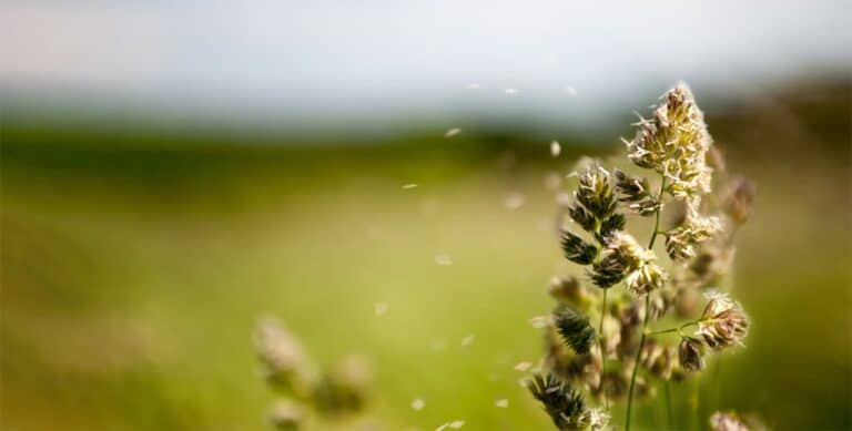 Allergies